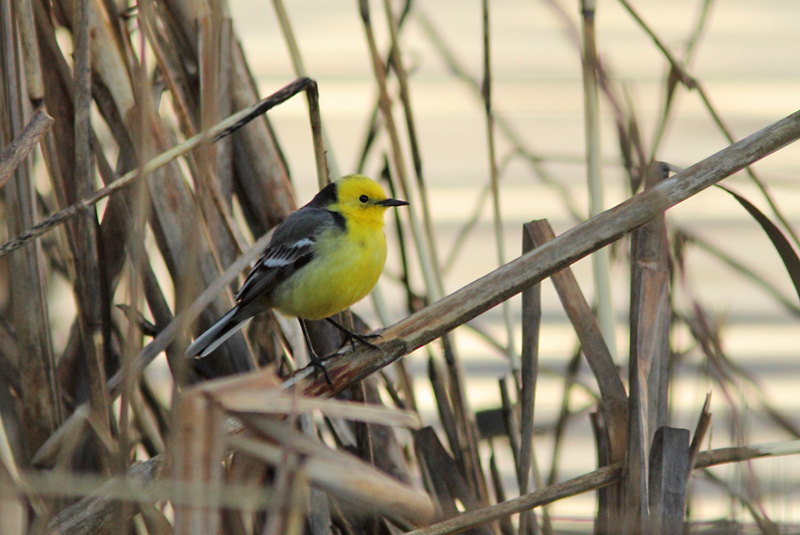 Sitruunav�st�r�kki Citrine Wagtail (Motacilla citreola)