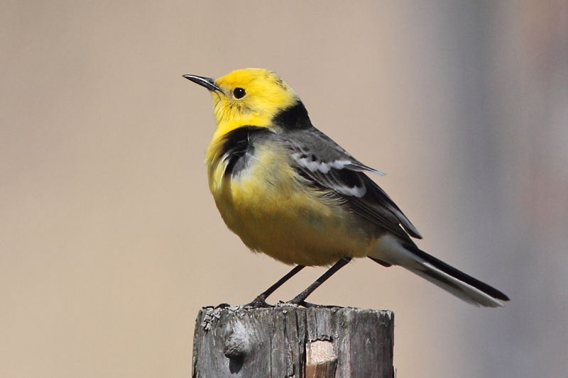 Sitruunav�st�r�kki Citrine Wagtail (Motacilla citreola)