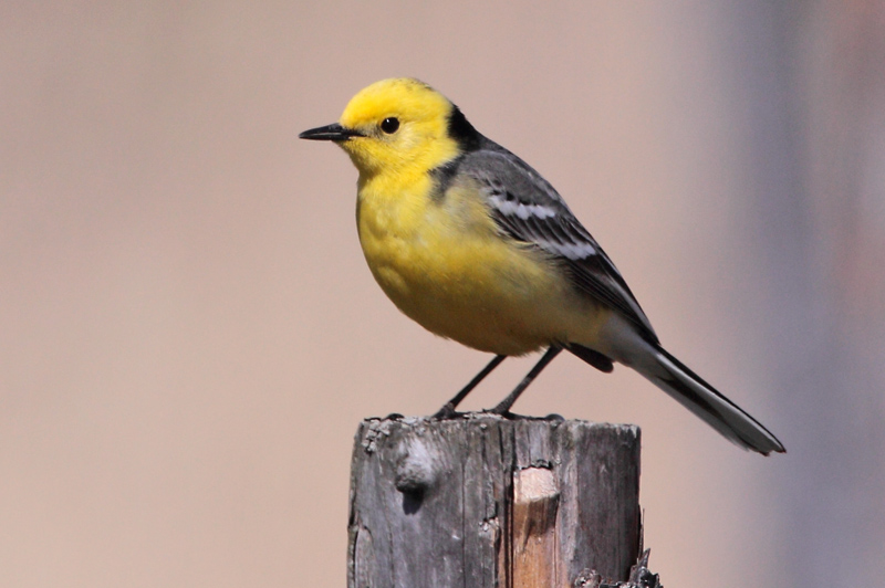 Sitruunav�st�r�kki Citrine Wagtail (Motacilla citreola)