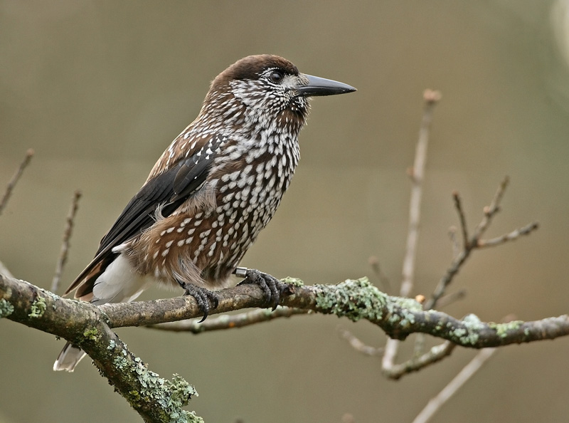 P�hkin�hakki Eurasian Nutcracker (Nucifraga caryocatactes)