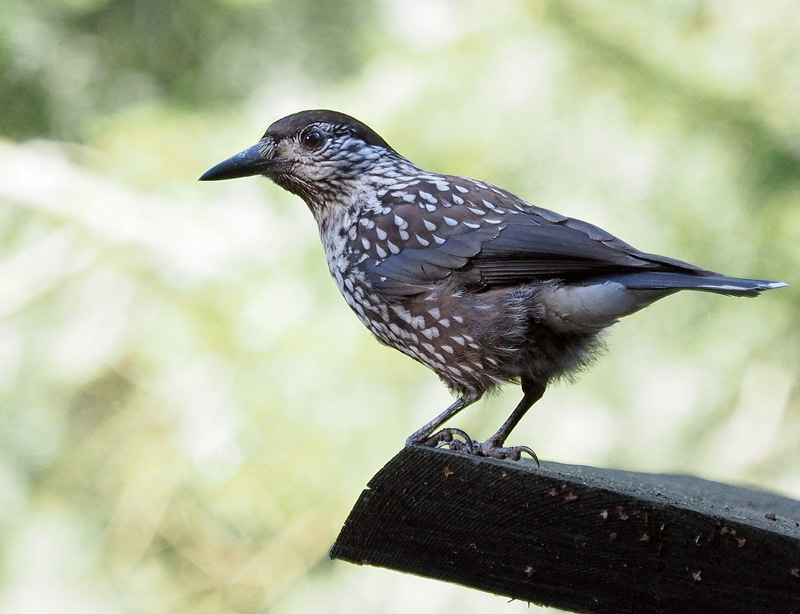 P�hkin�hakki Eurasian Nutcracker (Nucifraga caryocatactes)