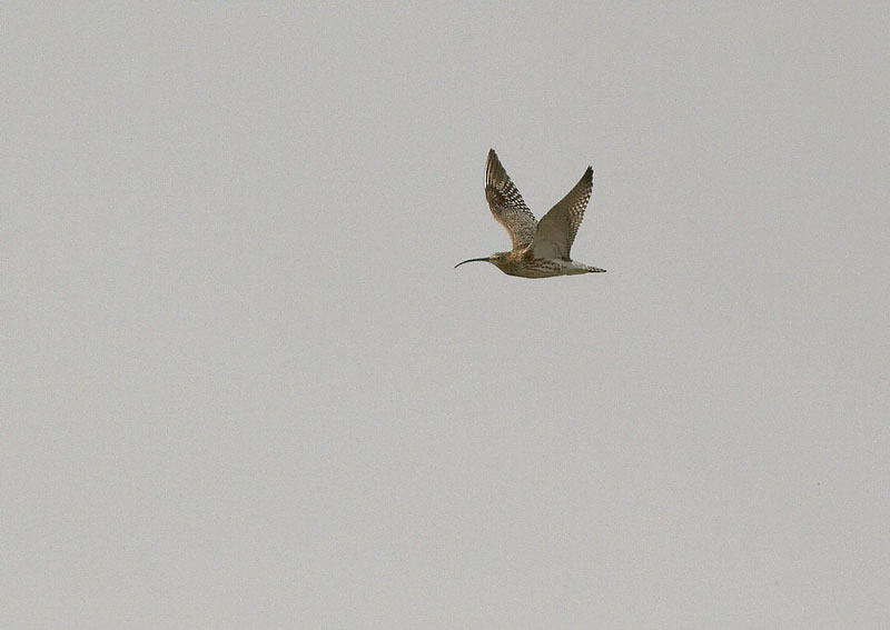 Isokuovi, Curlew (Numenius arquata)