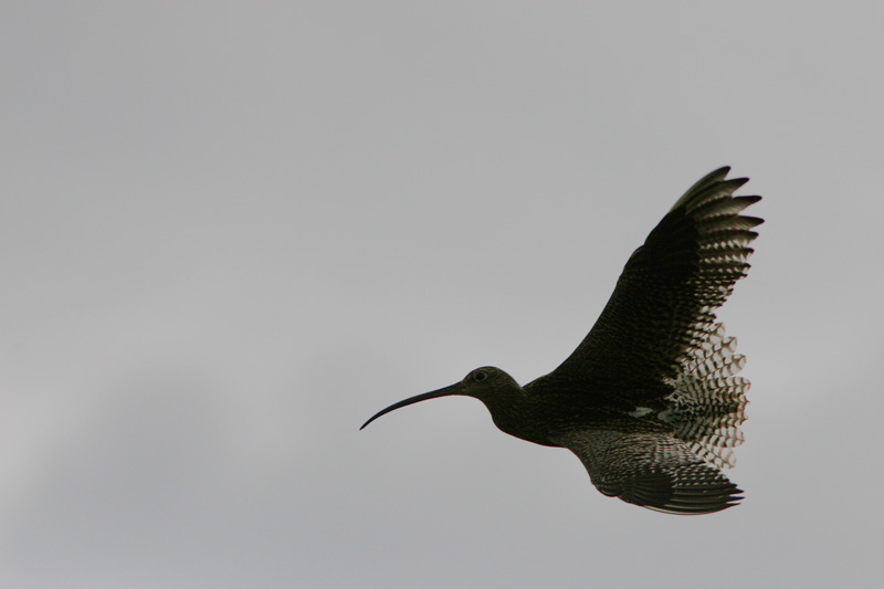 Isokuovi, Curlew (Numenius arquata)