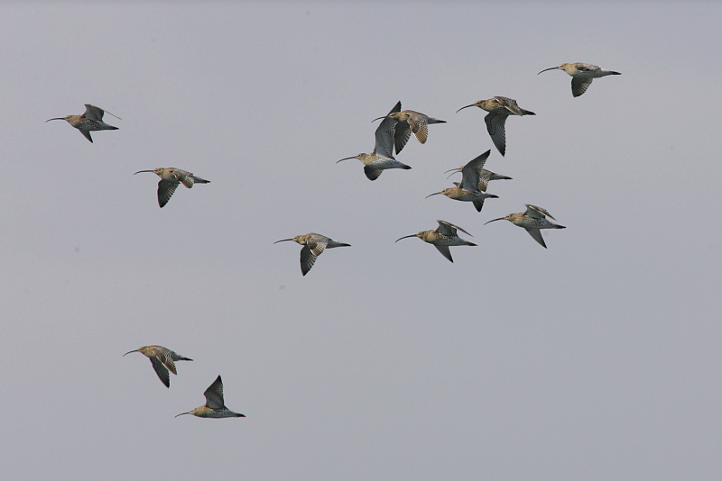 Isokuovi, Curlew (Numenius arquata)