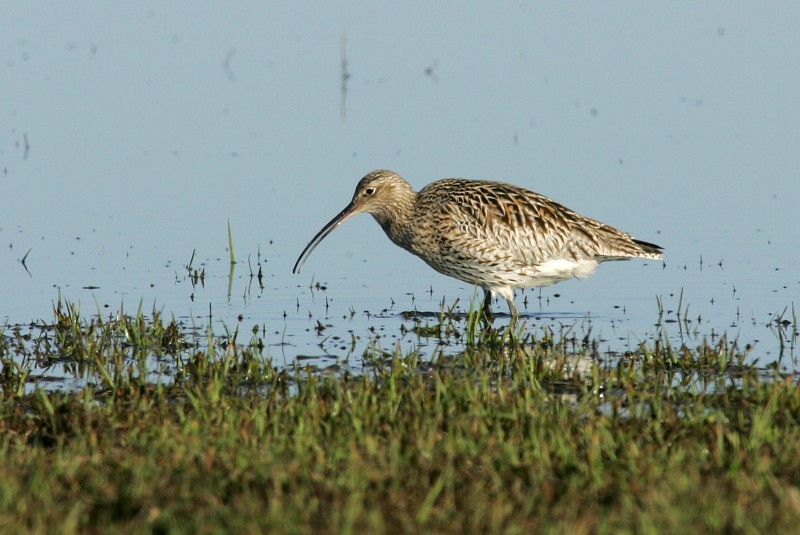 Isokuovi, Curlew (Numenius arquata)
