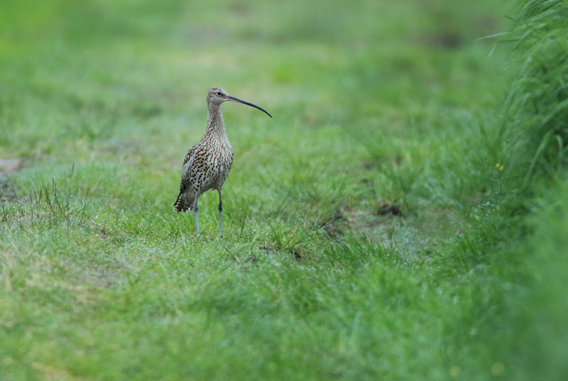 Isokuovi, Curlew (Numenius arquata)