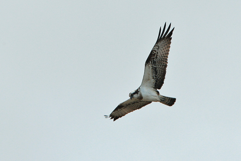 Kalas��ski Osprey (Pandion haliaetus)