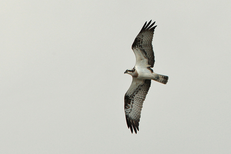 Kalas��ski Osprey (Pandion haliaetus)