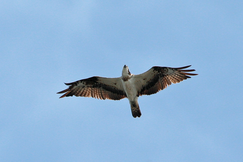 Kalas��ski Osprey (Pandion haliaetus)