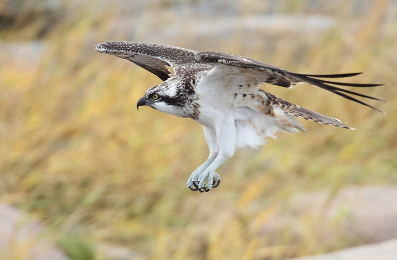 Kalas��ski Osprey (Pandion haliaetus)