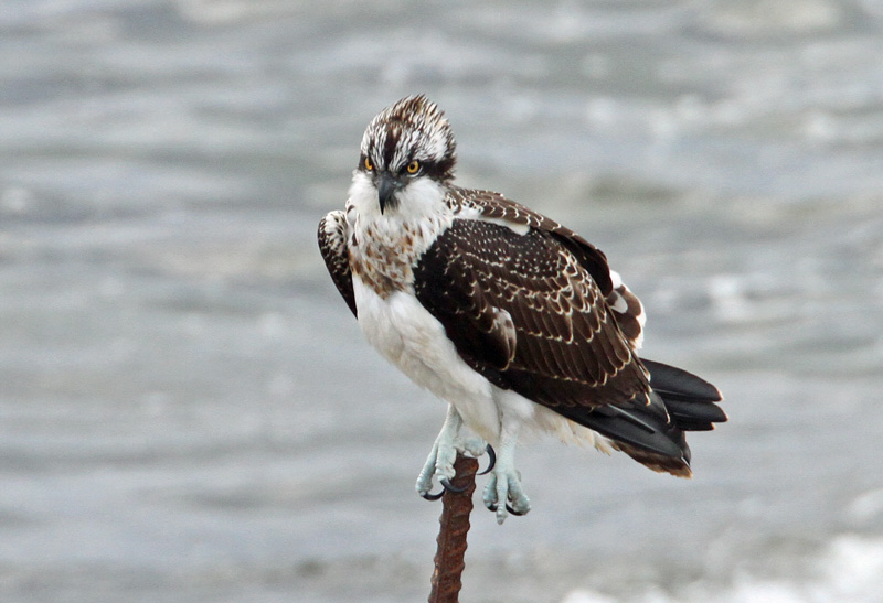 Kalas��ski Osprey (Pandion haliaetus)