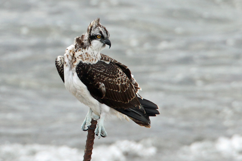 Kalas��ski Osprey (Pandion haliaetus)