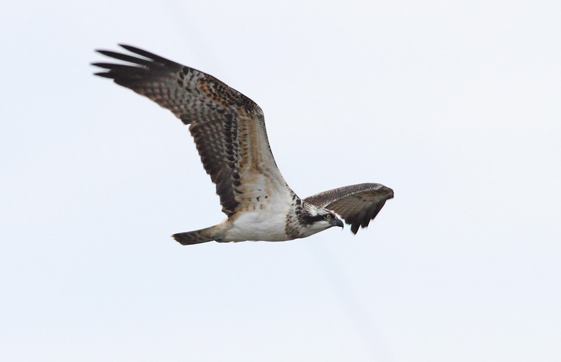 Kalas��ski Osprey (Pandion haliaetus)