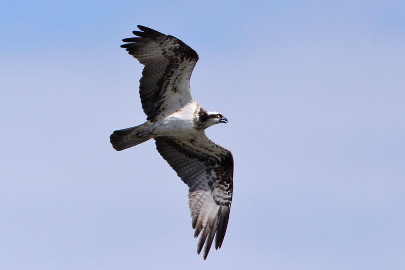 Kalas��ski Osprey (Pandion haliaetus)