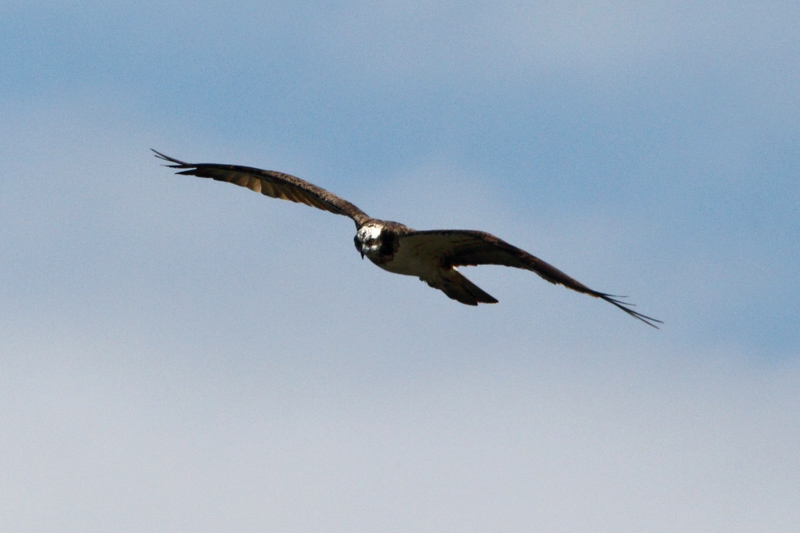 Kalas��ski Osprey (Pandion haliaetus)