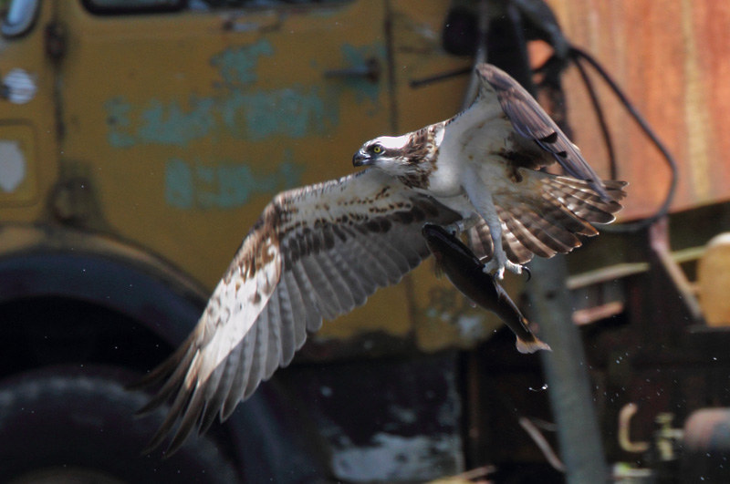 Kalas��ski Osprey (Pandion haliaetus)