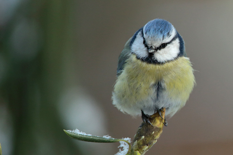 Sinitiainen, Blue Tit (Parus caeruleus)