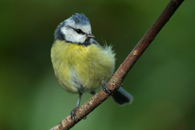 Sinitiainen, Blue Tit (Parus caeruleus)