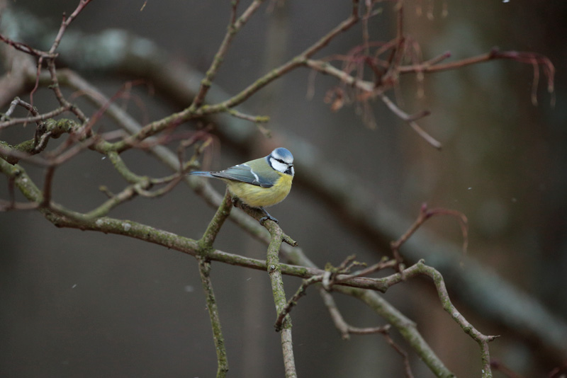 Sinitiainen, Blue Tit (Parus caeruleus)