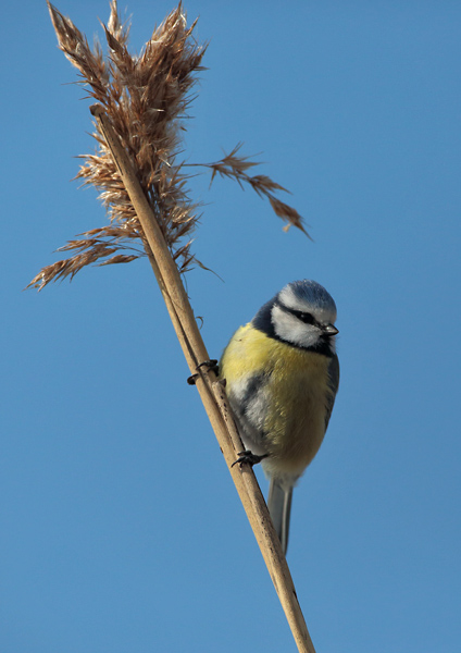Sinitiainen, Blue Tit (Parus caeruleus)
