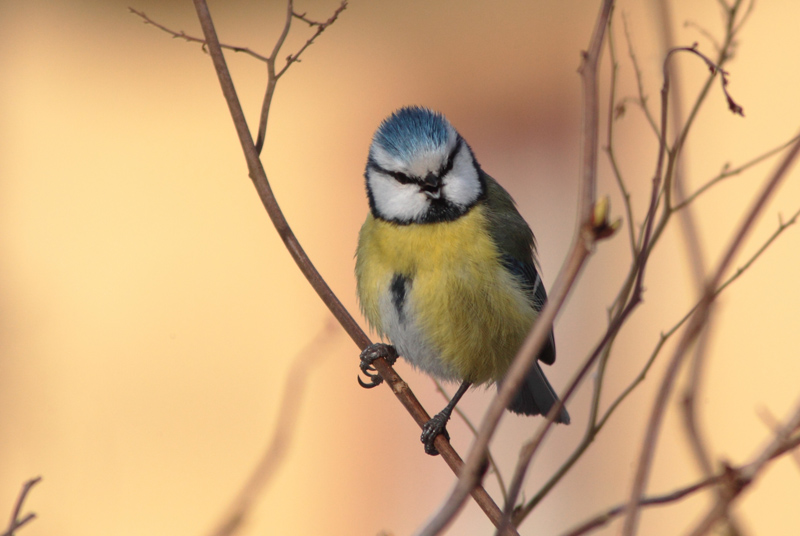 Sinitiainen, Blue Tit (Parus caeruleus)
