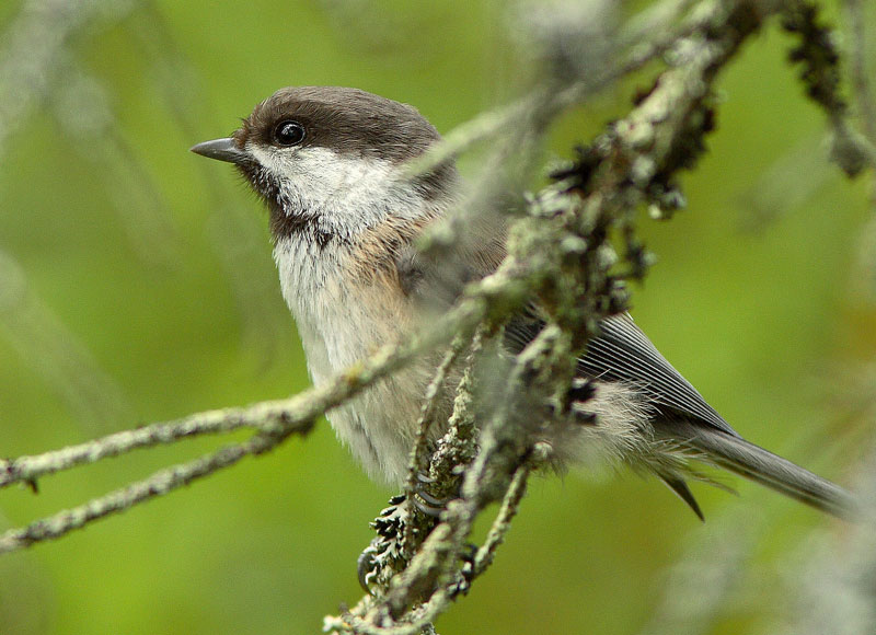 Lapintiainen Parus cinctus