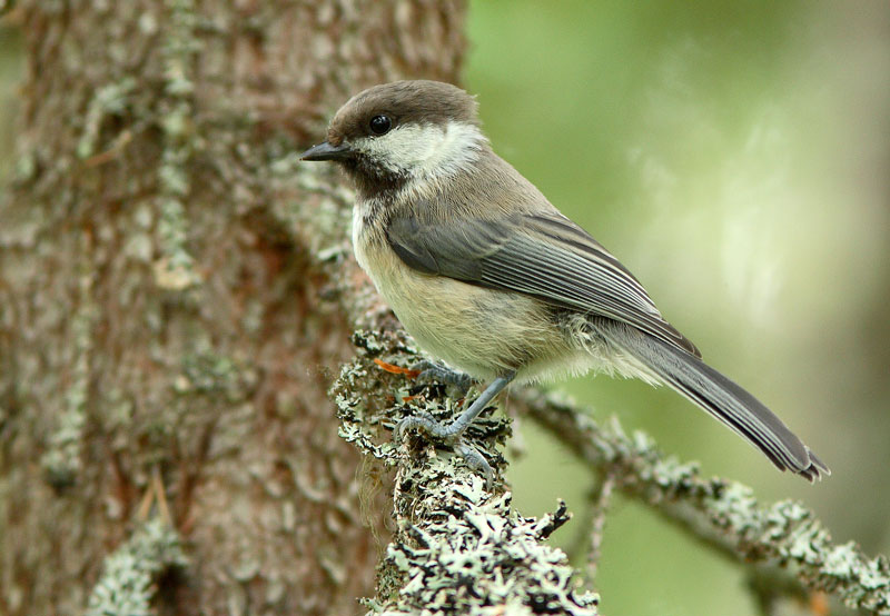 Lapintiainen Parus cinctus