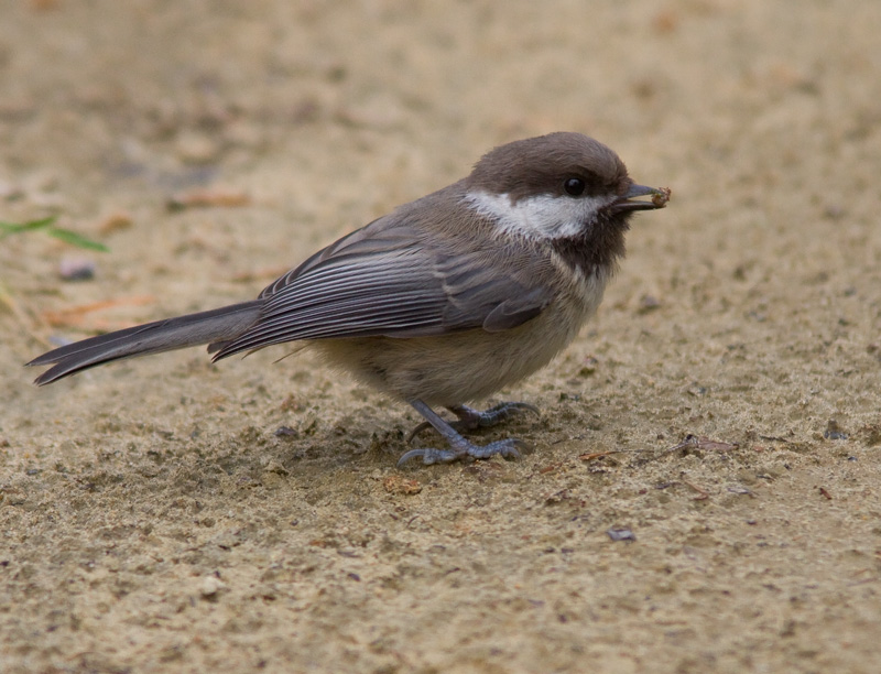 Lapintiainen Parus cinctus