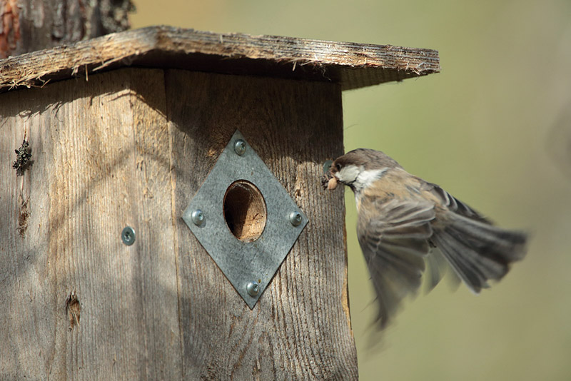 Lapintiainen Parus cinctus