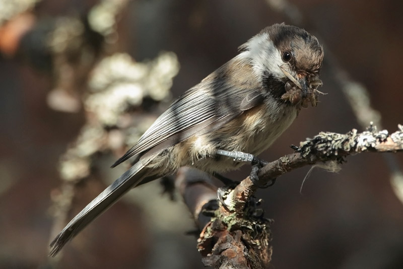 Lapintiainen Parus cinctus