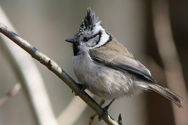 T�yht�tiainen, Crested Tit (Parus cristatus)