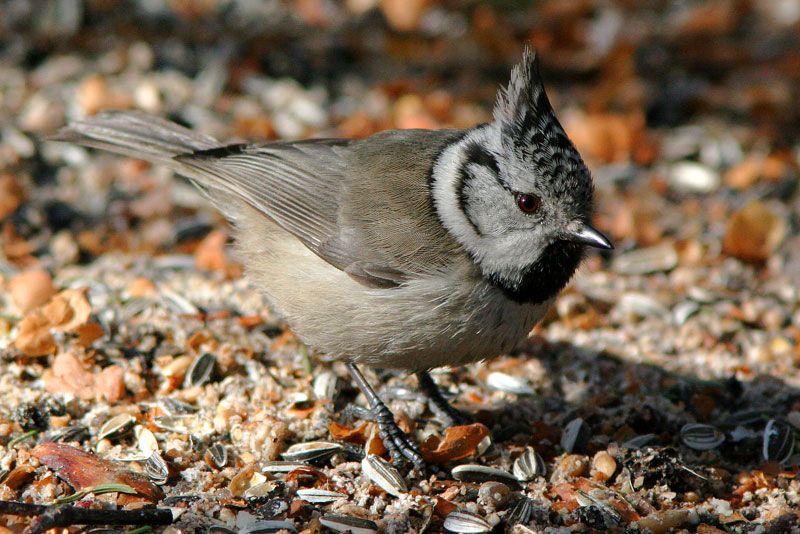 T�yht�tiainen, Crested Tit (Parus cristatus)