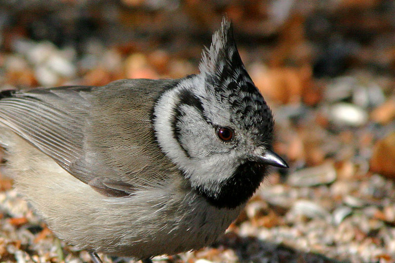 T�yht�tiainen, Crested Tit (Parus cristatus)
