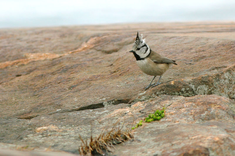 T�yht�tiainen, Crested Tit (Parus cristatus)