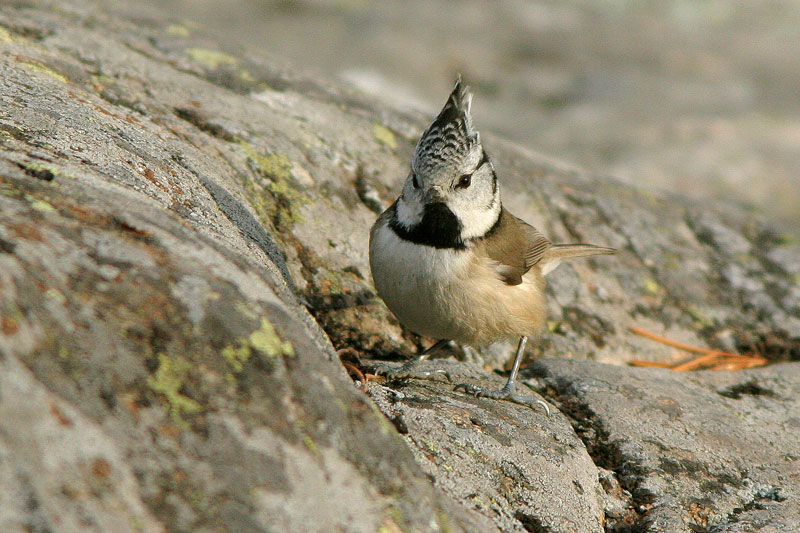 T�yht�tiainen, Crested Tit (Parus cristatus)