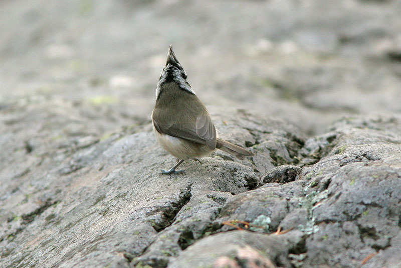 T�yht�tiainen, Crested Tit (Parus cristatus)