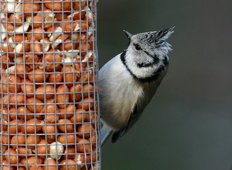 T�yht�tiainen, Crested Tit (Parus cristatus)