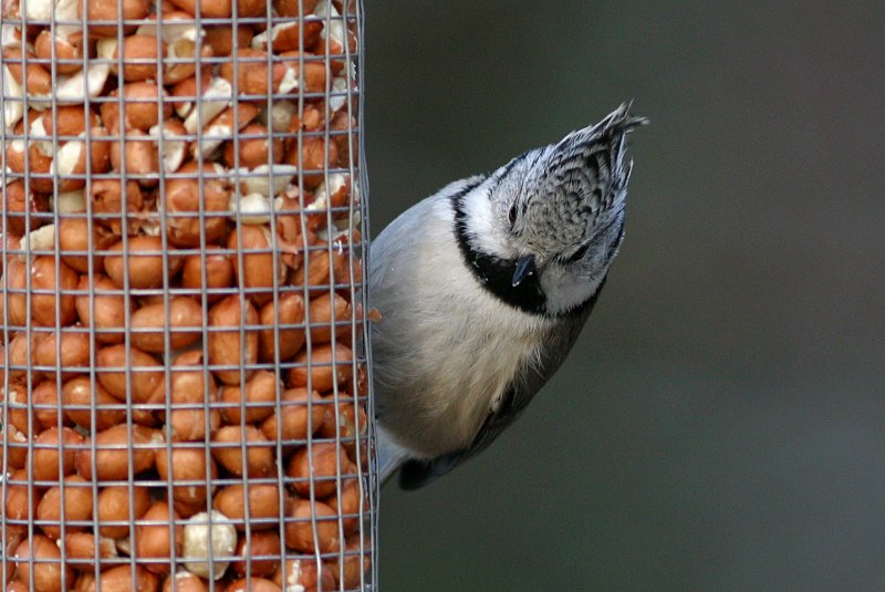 T�yht�tiainen, Crested Tit (Parus cristatus)
