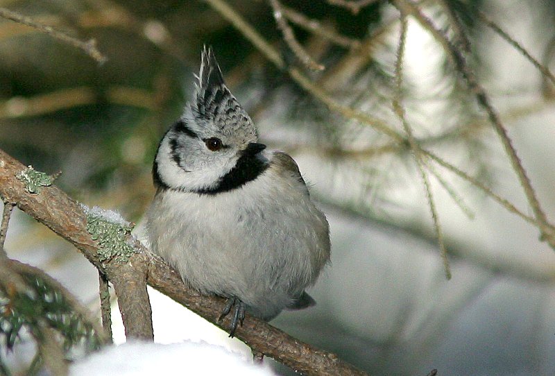 T�yht�tiainen, Crested Tit (Parus cristatus)