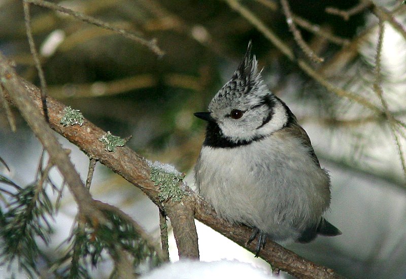 T�yht�tiainen, Crested Tit (Parus cristatus)