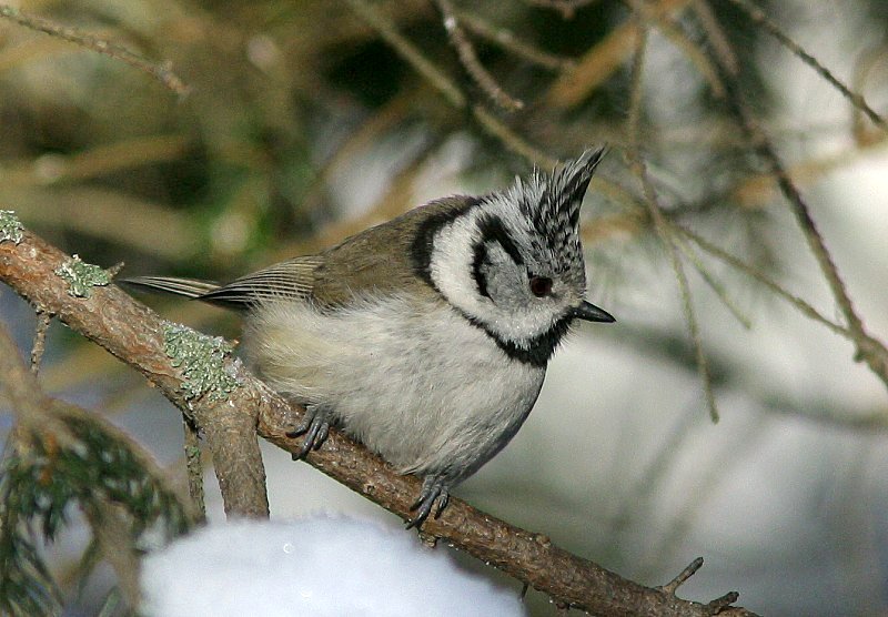 T�yht�tiainen, Crested Tit (Parus cristatus)