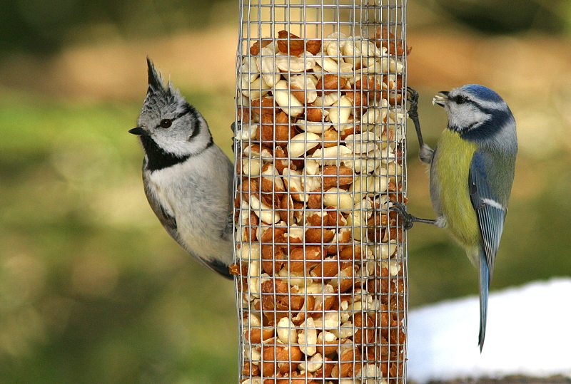 T�yht�tiainen, Crested Tit (Parus cristatus)