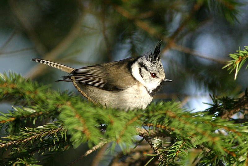 T�yht�tiainen, Crested Tit (Parus cristatus)