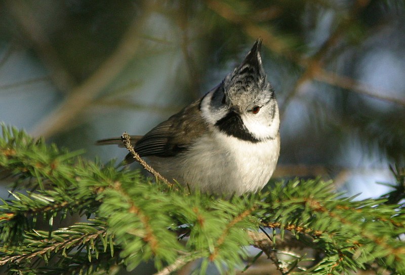T�yht�tiainen, Crested Tit (Parus cristatus)