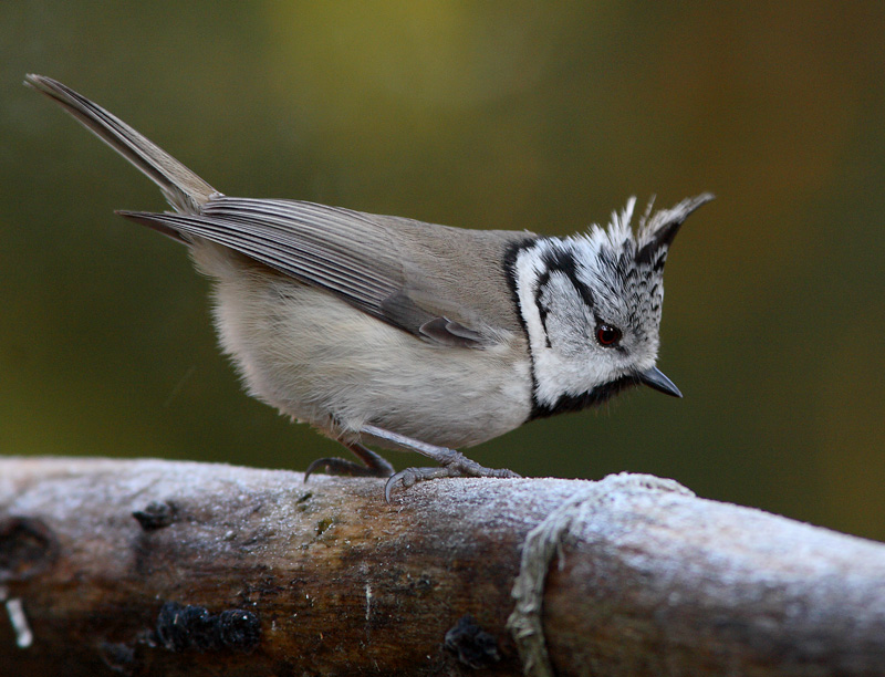 T�yht�tiainen, Crested Tit (Parus cristatus)