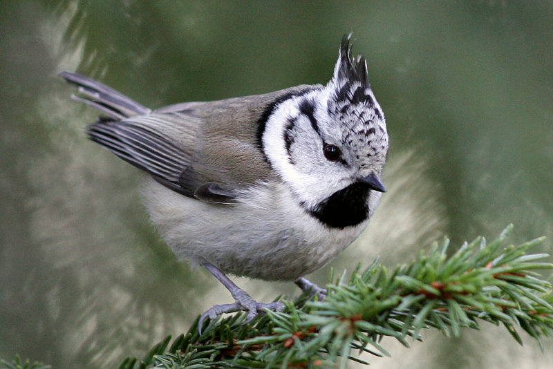 T�yht�tiainen, Crested Tit (Parus cristatus)