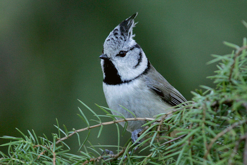 T�yht�tiainen, Crested Tit (Parus cristatus)