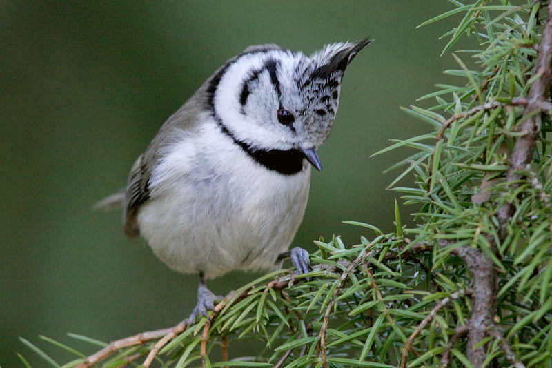 T�yht�tiainen, Crested Tit (Parus cristatus)