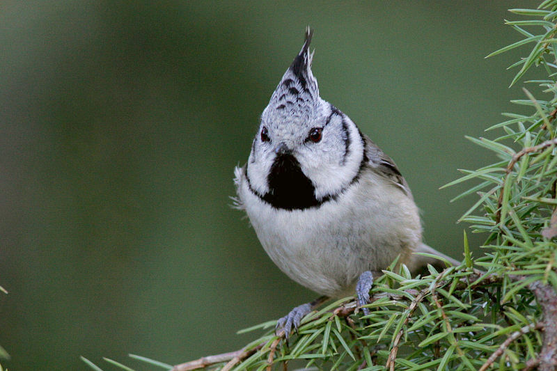 T�yht�tiainen, Crested Tit (Parus cristatus)