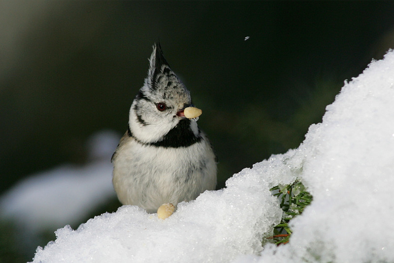T�yht�tiainen, Crested Tit (Parus cristatus)